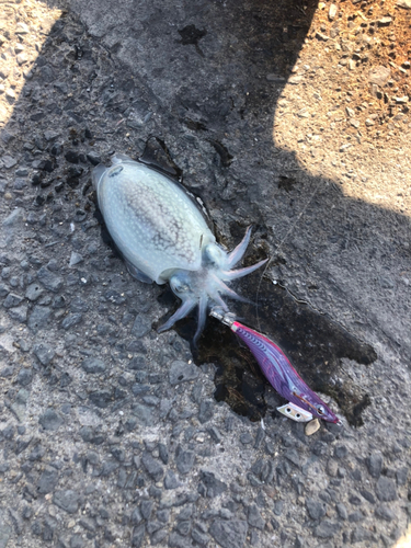 シリヤケイカの釣果