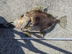 マトウダイの釣果