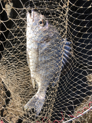 キビレの釣果