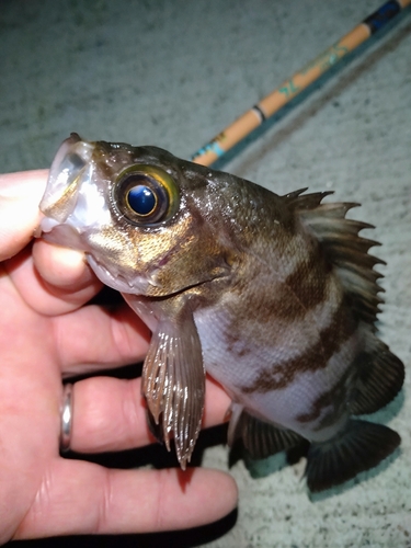 メバルの釣果