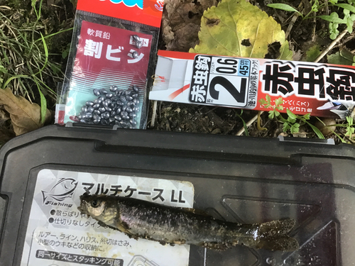 タカハヤの釣果