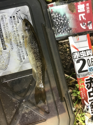 タカハヤの釣果