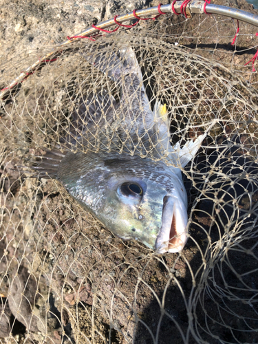 キビレの釣果