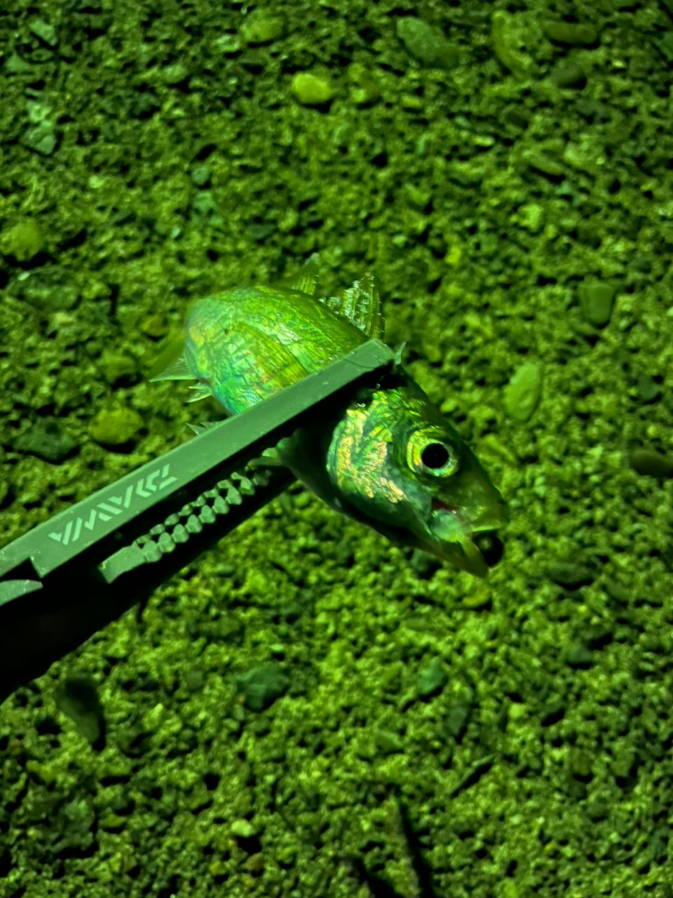 アジ