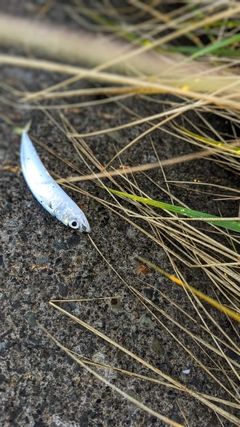 アブラコの釣果