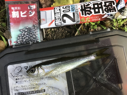 カワムツの釣果