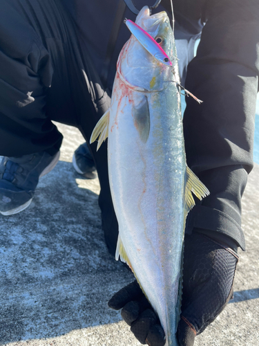 イナダの釣果