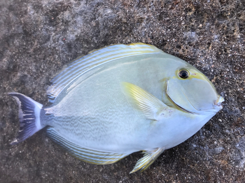 イラブチャーの釣果