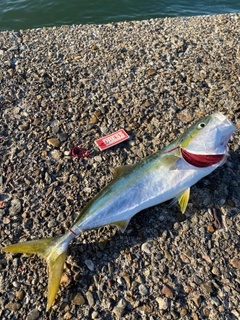 メジロの釣果