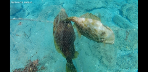 カワハギの釣果