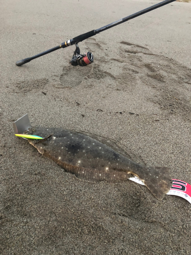 ヒラメの釣果