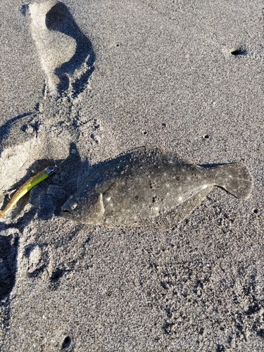 ヒラメの釣果