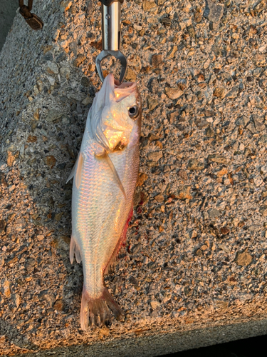 兵庫県で釣れたイシモチの釣り・釣果情報 - アングラーズ