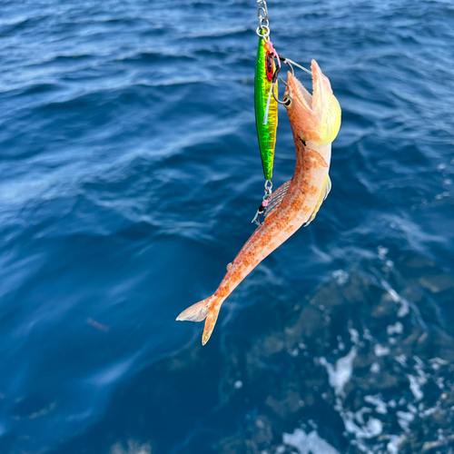 ホシノエソの釣果