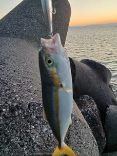 ワカナゴの釣果