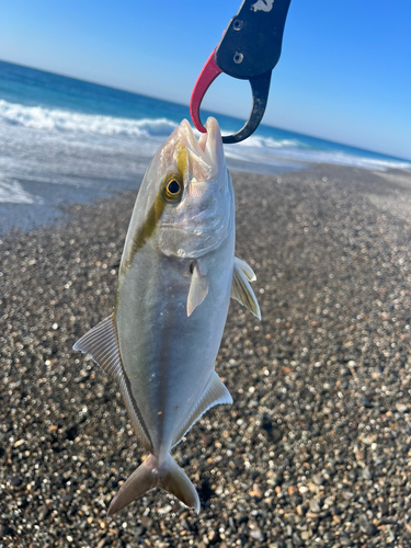 ショゴの釣果