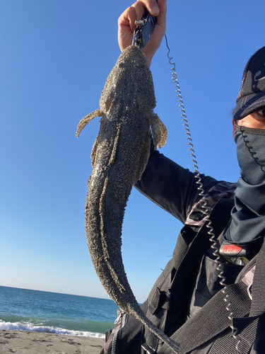 マゴチの釣果