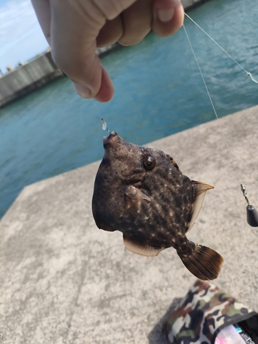 カワハギの釣果