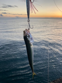 サバの釣果