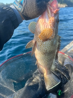 オオモンハタの釣果