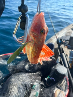 オオモンハタの釣果