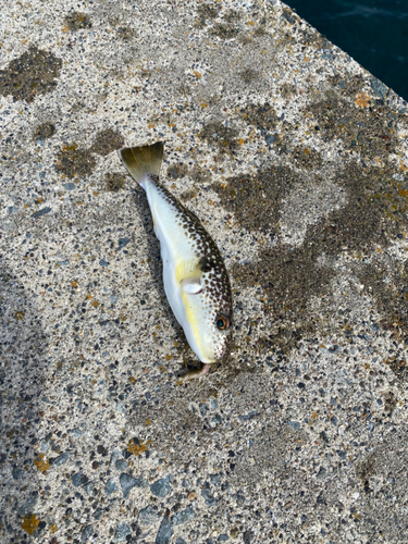 ショウサイフグの釣果