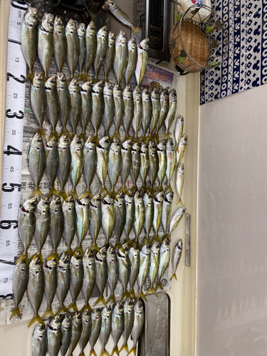 アジの釣果