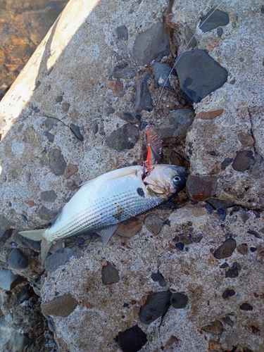 コノシロの釣果