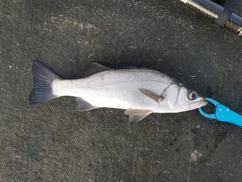 セイゴ（ヒラスズキ）の釣果