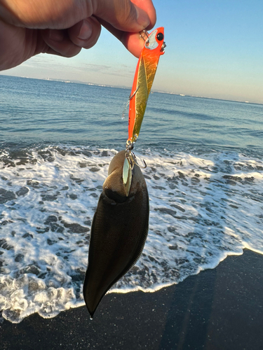 シタビラメの釣果