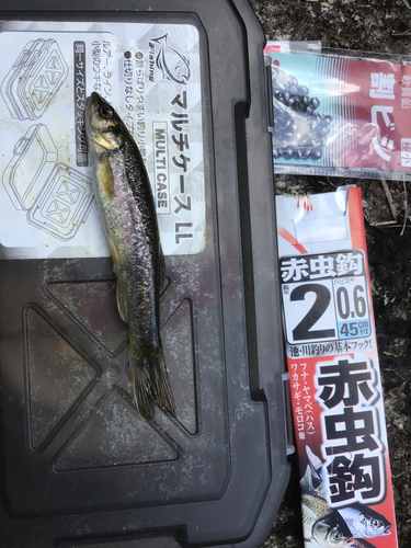 タカハヤの釣果