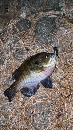 ブルーギルの釣果