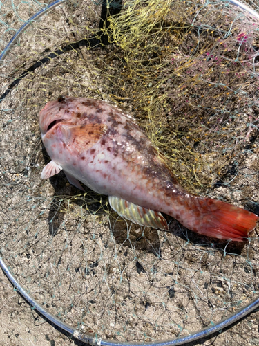 ブダイの釣果