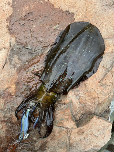 アオリイカの釣果