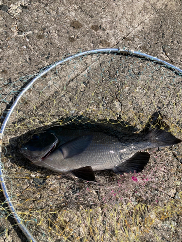 グレの釣果