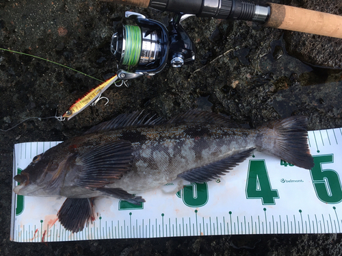 アイナメの釣果