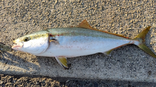 ブリの釣果