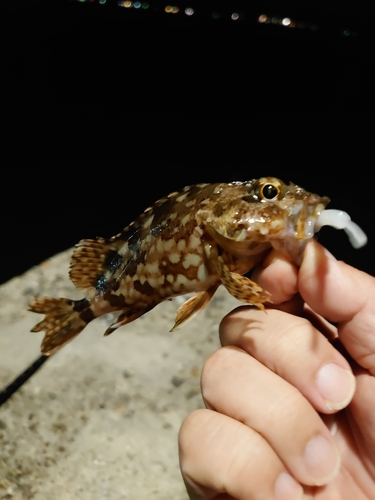 ガシラの釣果