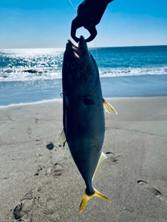 ハマチの釣果