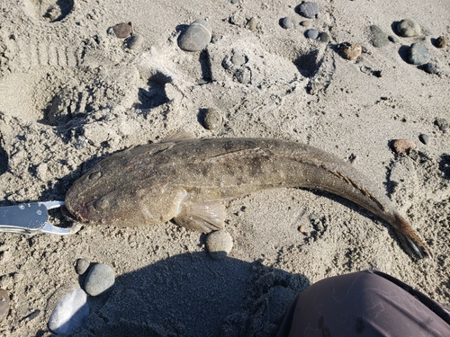 マゴチの釣果