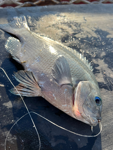 グレの釣果