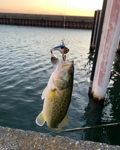 ブラックバスの釣果