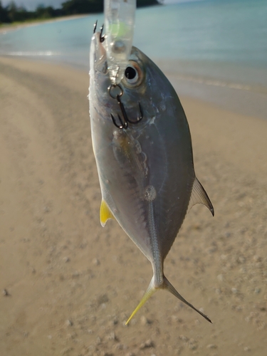 ガーラの釣果