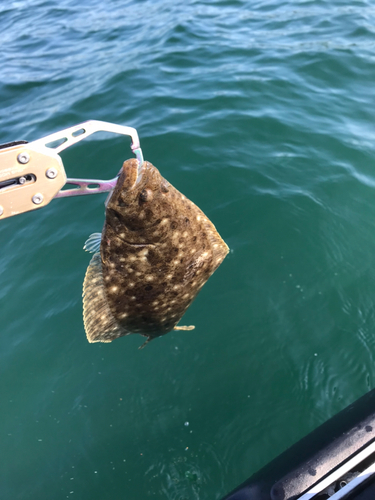 ヒラメの釣果