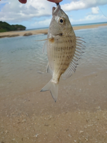 ミナミクロダイの釣果