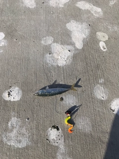 サバの釣果