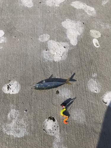 サバの釣果