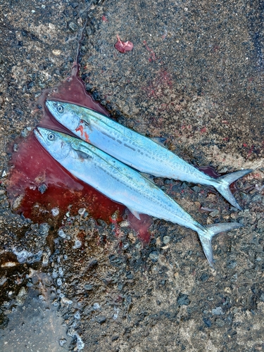 サゴシの釣果