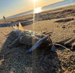 マゴチの釣果