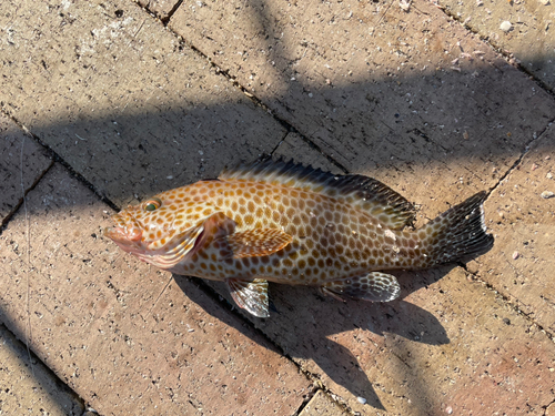 オオモンハタの釣果